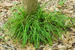 Carex abscondita