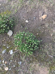 Pimelea flava dichotoma