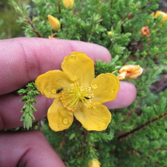 Hypericum thuyoides