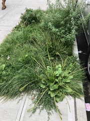 Plantago major