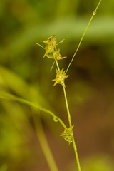 Carex socialis