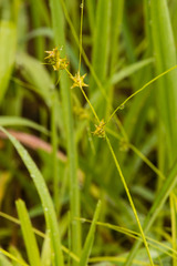 Carex socialis