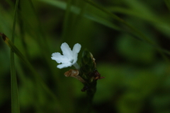 Elytraria caroliniensis