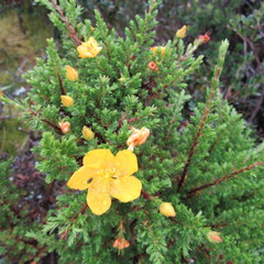 Hypericum thuyoides