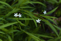 Elytraria caroliniensis