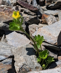 Ranunculus eschscholtzii suksdorfii