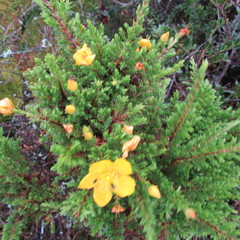 Hypericum thuyoides
