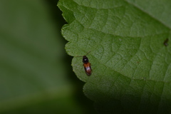 Horistonotus curiatus