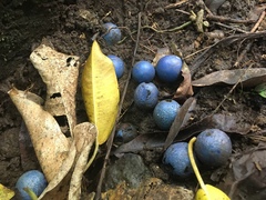 Elaeocarpus angustifolius