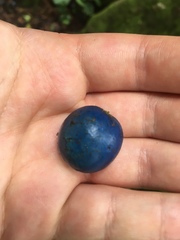 Elaeocarpus angustifolius