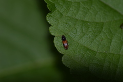 Horistonotus curiatus