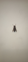 Tabanus