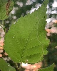 Agromyza alnibetulae