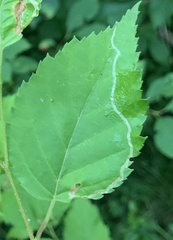 Agromyza alnibetulae
