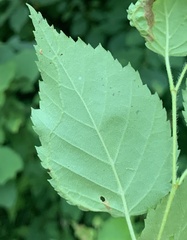 Agromyza alnibetulae