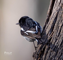 Hooded Robin photo 2