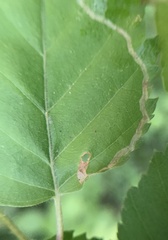 Agromyza alnibetulae
