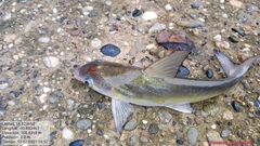 Cathorops multiradiatus