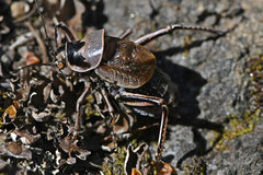 Cyphoderris