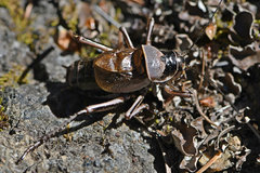 Cyphoderris