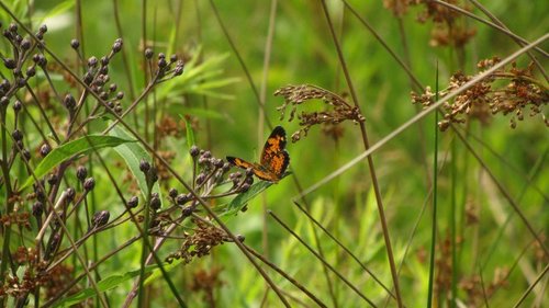 Pearl Crescent photographed in Ohio