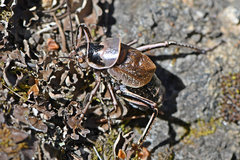 Cyphoderris