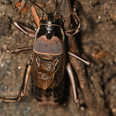 Cyphoderris
