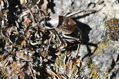 Cyphoderris