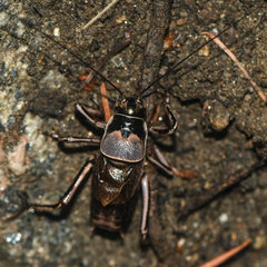 Cyphoderris
