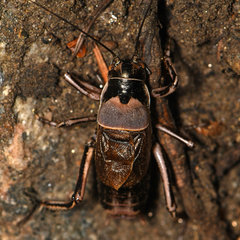 Cyphoderris
