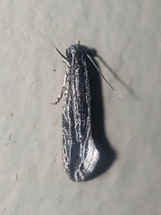Nemapogon rileyi