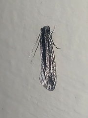 Nemapogon rileyi
