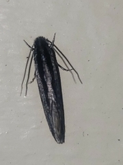 Nemapogon rileyi