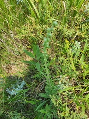 Liatris aspera