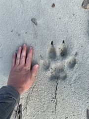 Canis lupus occidentalis