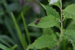 Trogomorpha arrogans
