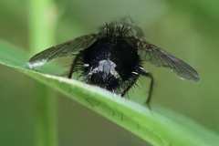 Epalpus