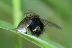 Epalpus