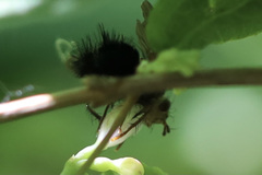 Epalpus