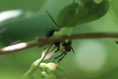Epalpus