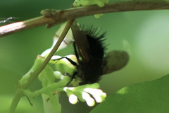 Epalpus