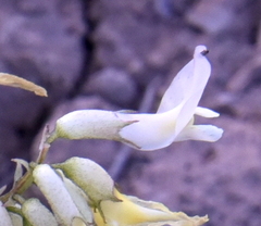 Astragalus scopulorum