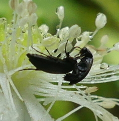 Anaspidinae