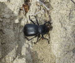 Stenomorpha obliterata