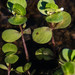 Bacopa rotundifolia - Photo (c) Keith Bradley, algunos derechos reservados (CC BY-NC), subido por Keith Bradley