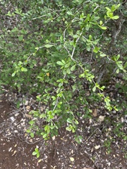 Rochefortia acanthophora