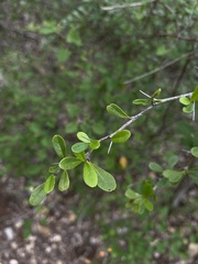 Rochefortia acanthophora