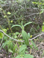 Wedelia calycina