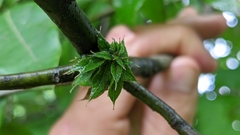 Dryocosmus floridensis