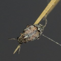 Algarobius prosopis
